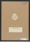 Hyphodiscus stellatus var. grunowii A.S. (de-Toni-Nr.: Genus 184, Species 4610) Zeichnungen Sammlung Grunow Nr. 8221 (NHMW-BOT-W0377607)